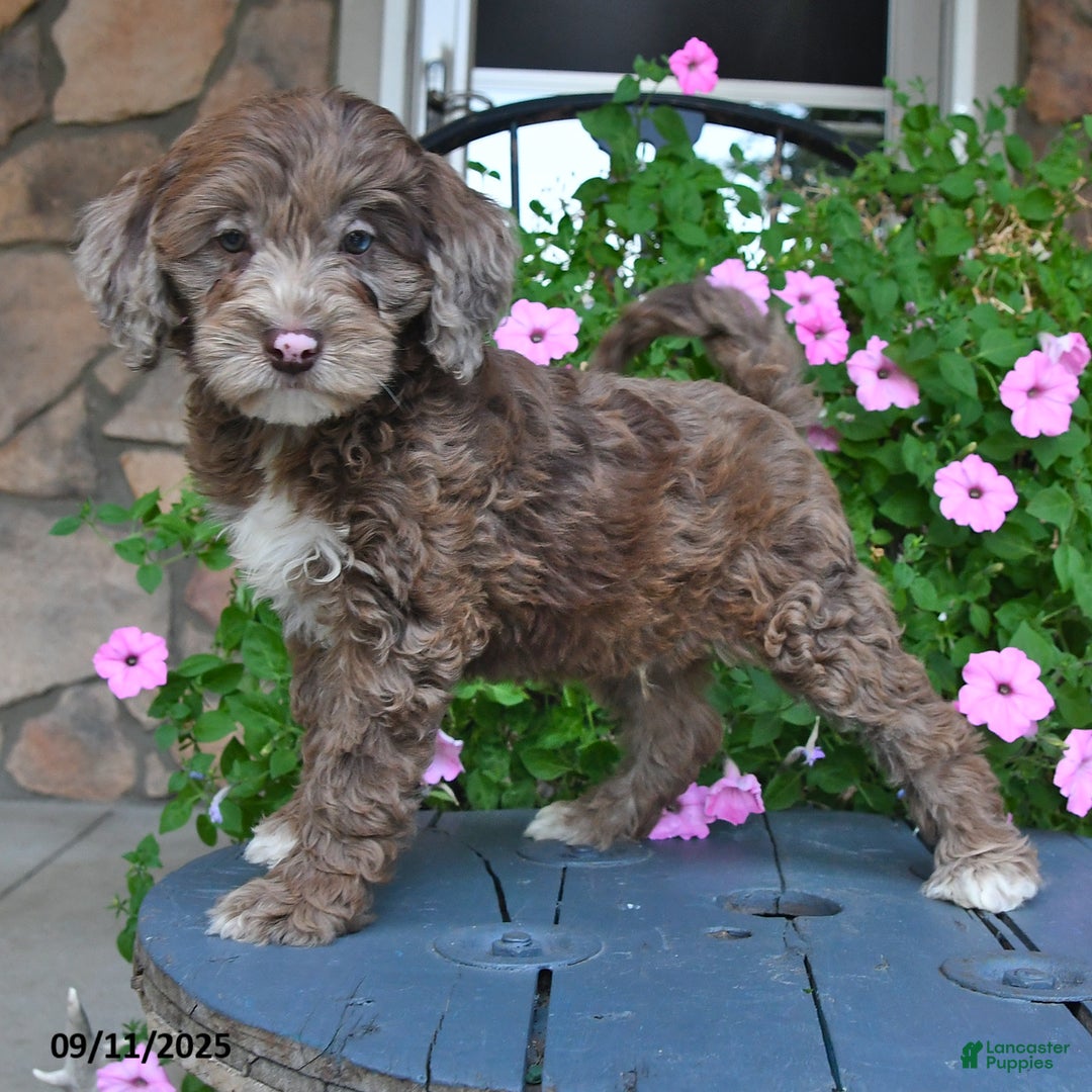 Mixed Breed dogs for sale: Paddington - Ad 3