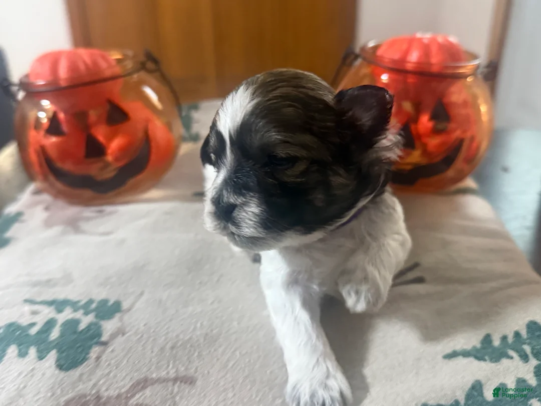 Teddy Bear dogs for sale: Teddy Bear purple female  - Ad 1