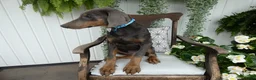 Doberman Pinscher dogs for sale: Doberman Pinscher 1 Baxter - Ad 8