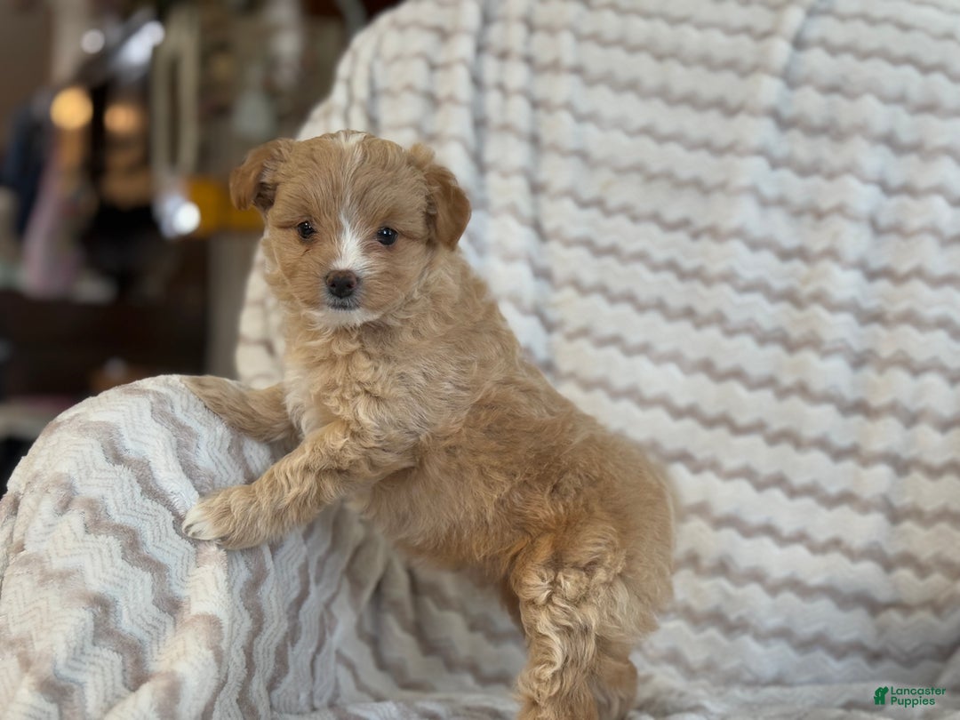 Pomapoo dogs for sale: Lonnie - Ad 10