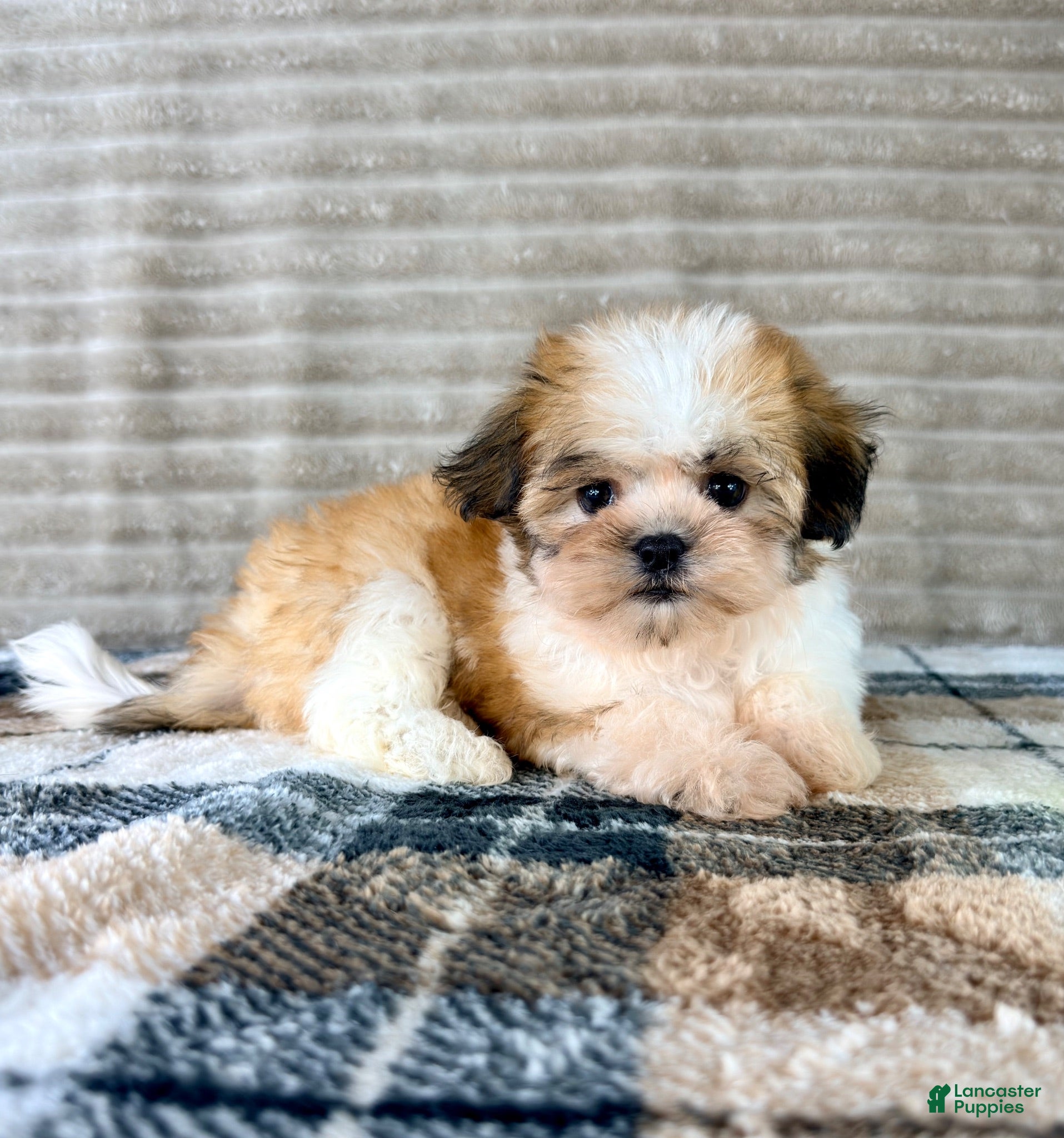 Malshi dogs Shock - Ad 1