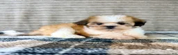 Malshi dogs for sale: Shock - Ad 1