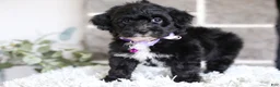 Yorkiepoo dogs for sale: Raven - Ad 9
