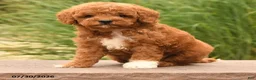 Toy Poodle dogs for sale: Marshal - Ad 4