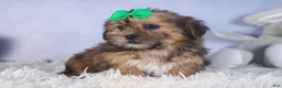 Shorkie dogs for sale: JAMIE - Ad 7