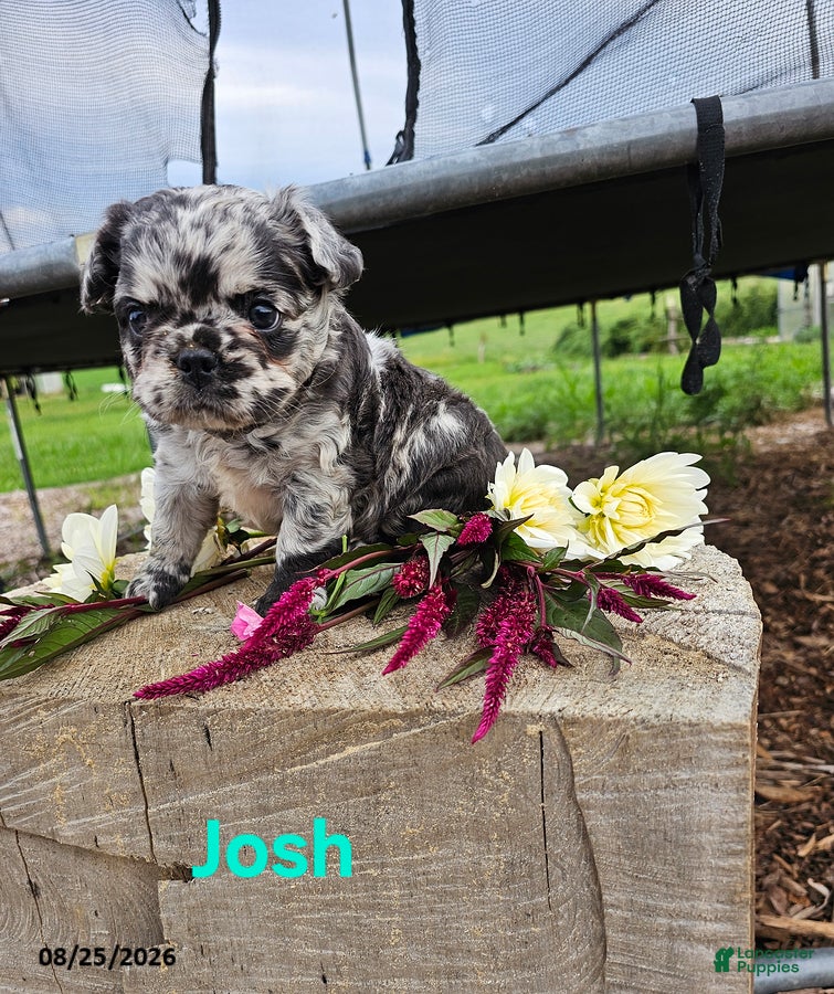 French Bulldog dogs Josh - Ad 1