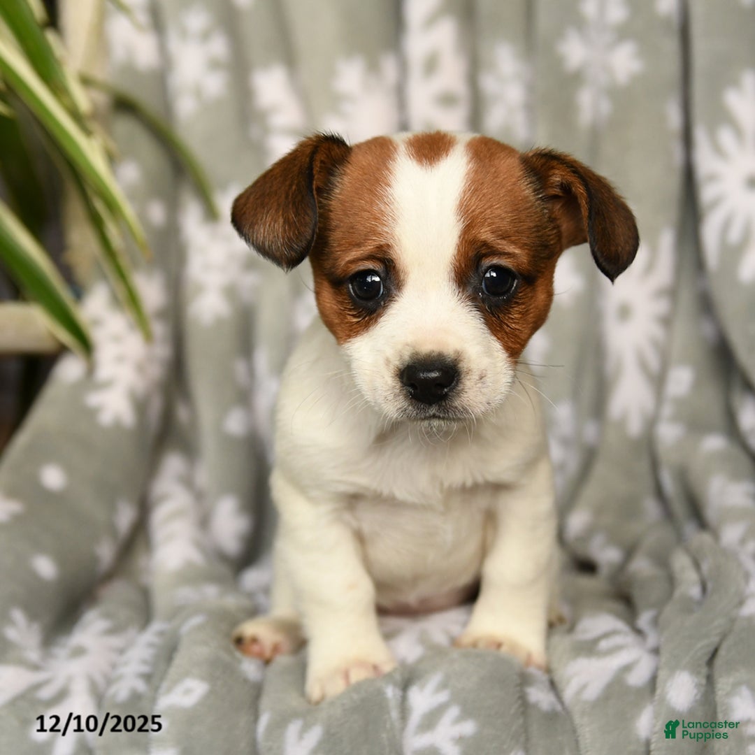 Mixed Breed dogs for sale: Macy - Ad 2