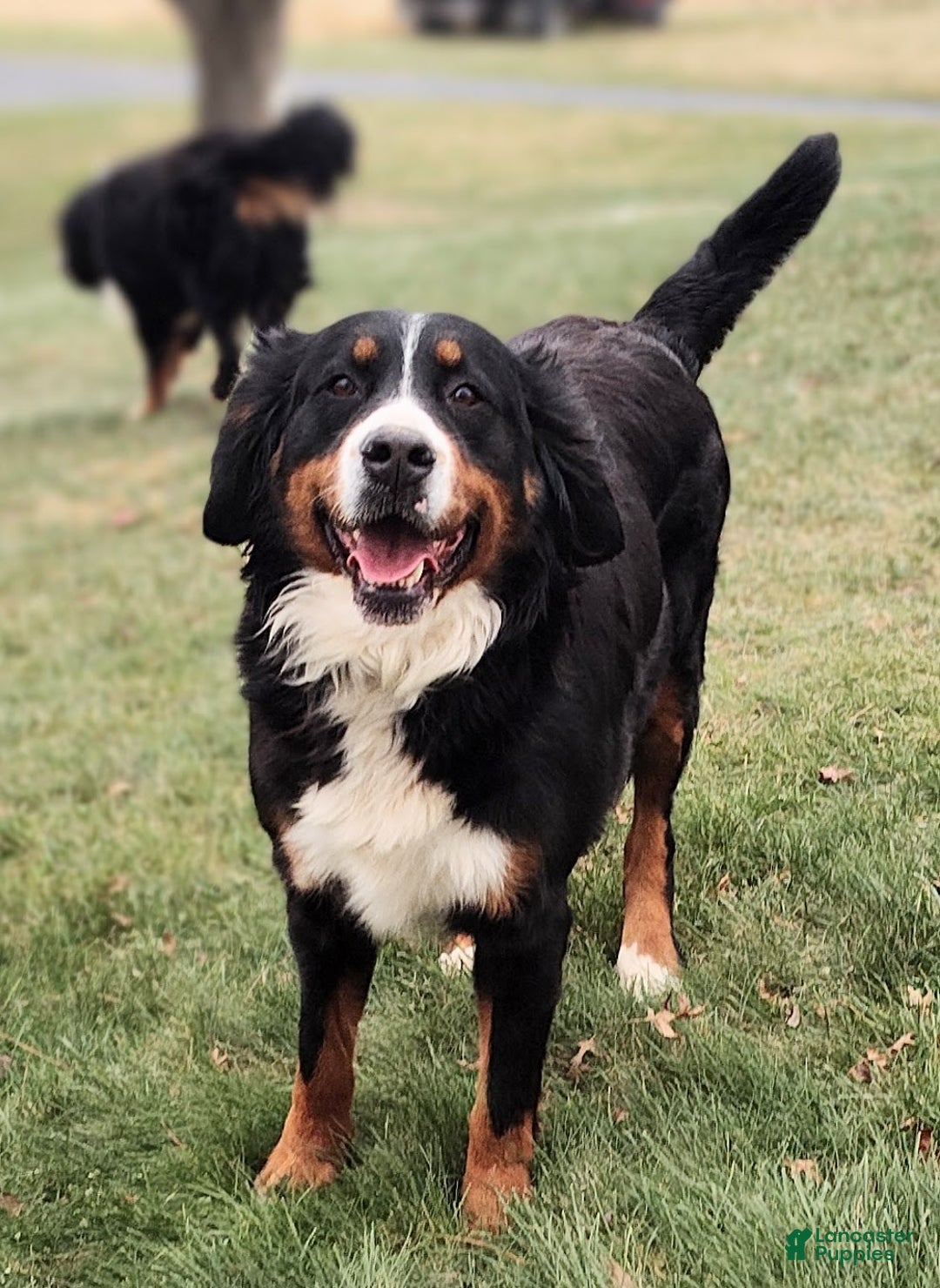 Bernese Mountain Dog dogs for sale: Nera - Ad 4