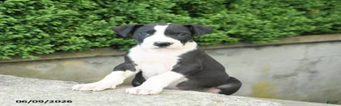 Gus