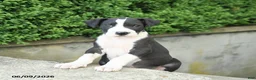 Great Dane dogs for sale: Gus - Ad 1