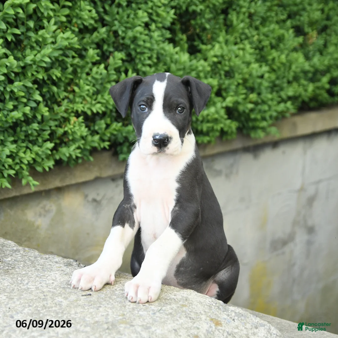 Great Dane dogs for sale: Gus - Ad 1