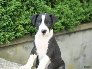 Great Dane dogs for sale: Gus - Ad 3