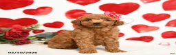 Miniature Poodle dogs for sale: Hearts - Ad 5