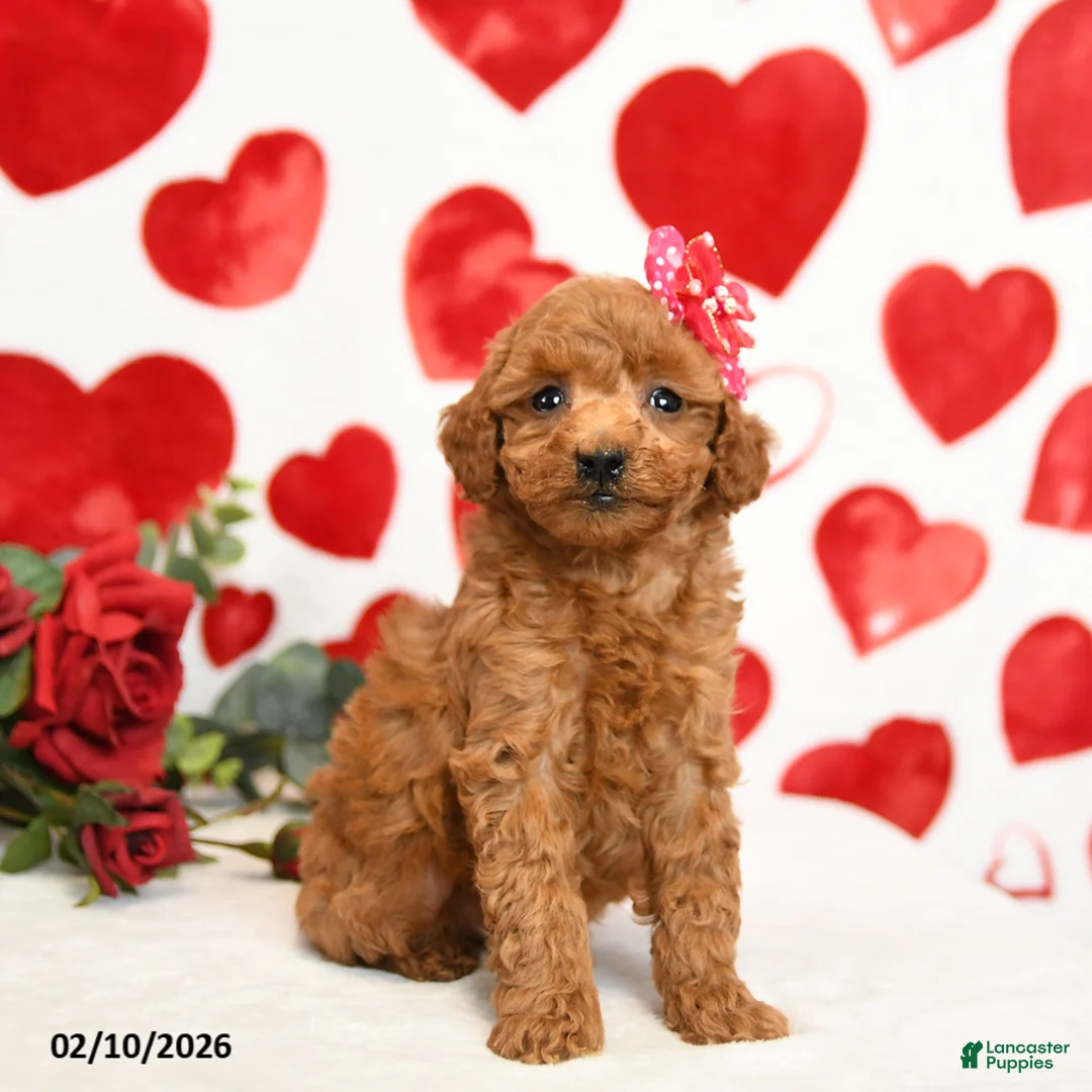 Miniature Poodle dogs for sale: Hearts - Ad 5