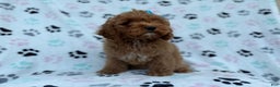 Cockapoo dogs for sale: Joy - Ad 3