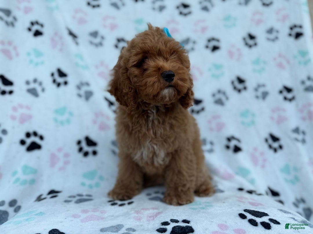 Cockapoo dogs for sale: Joy - Ad 3