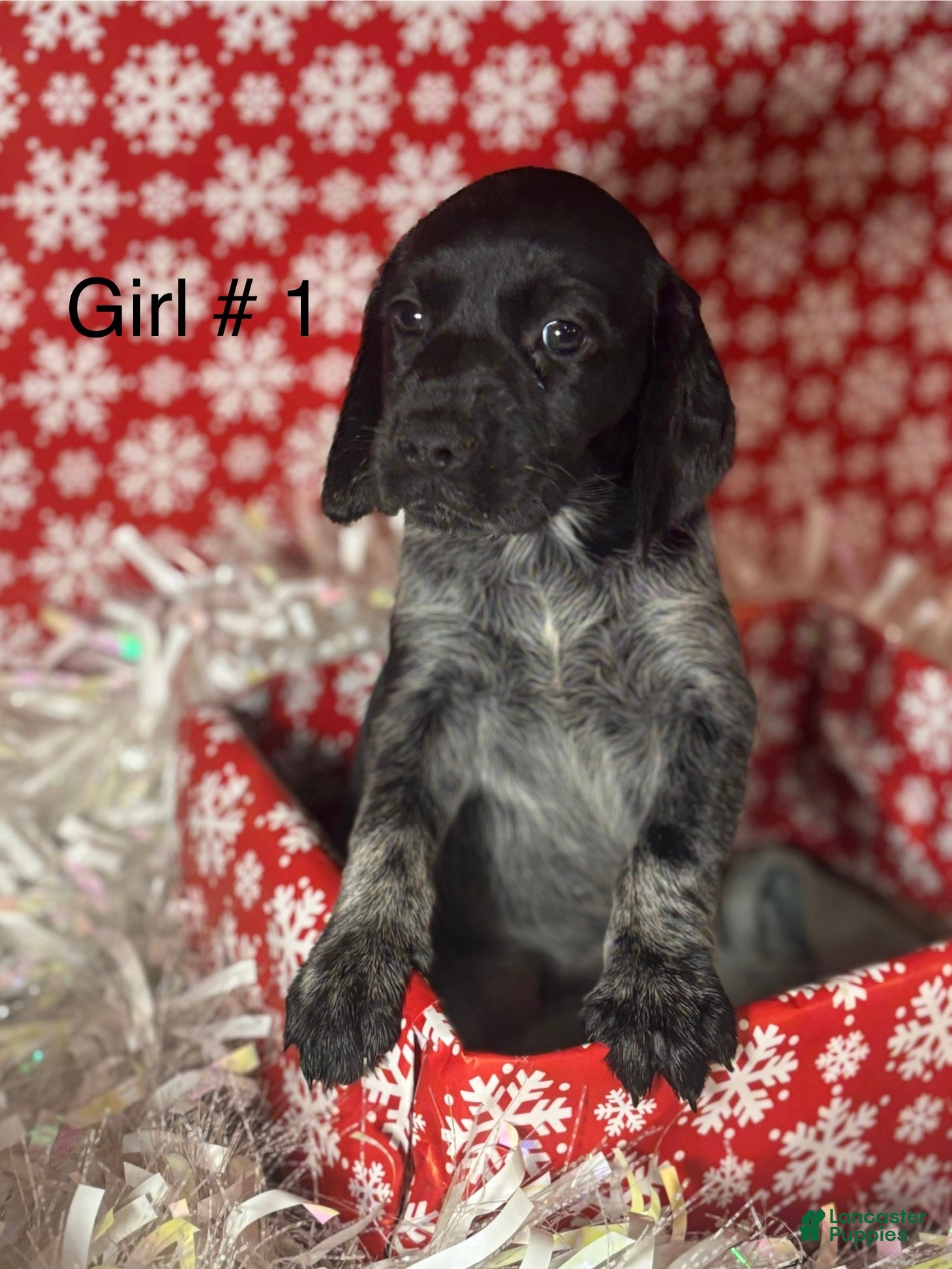 German Shorthaired Pointer dogs German Shorthaired Pointer Puppy 4 - Ad 30