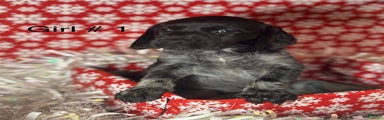 German Shorthaired Pointer Puppy 4