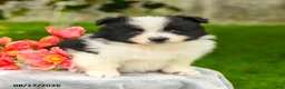 Pomeranian dogs for sale: Leah - Ad 1