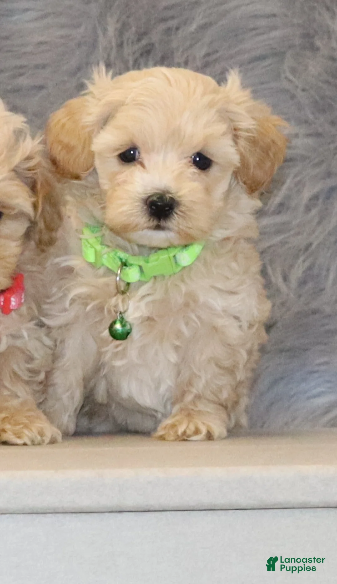 Havapoo dogs for sale: Pearl 🌷 Toy/Miniature - Ad 1
