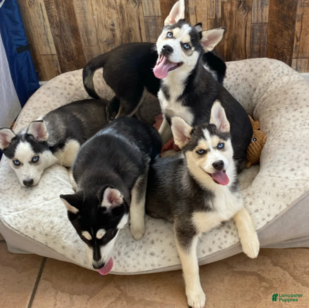 Pomsky dogs for sale: Haley  - Ad 3