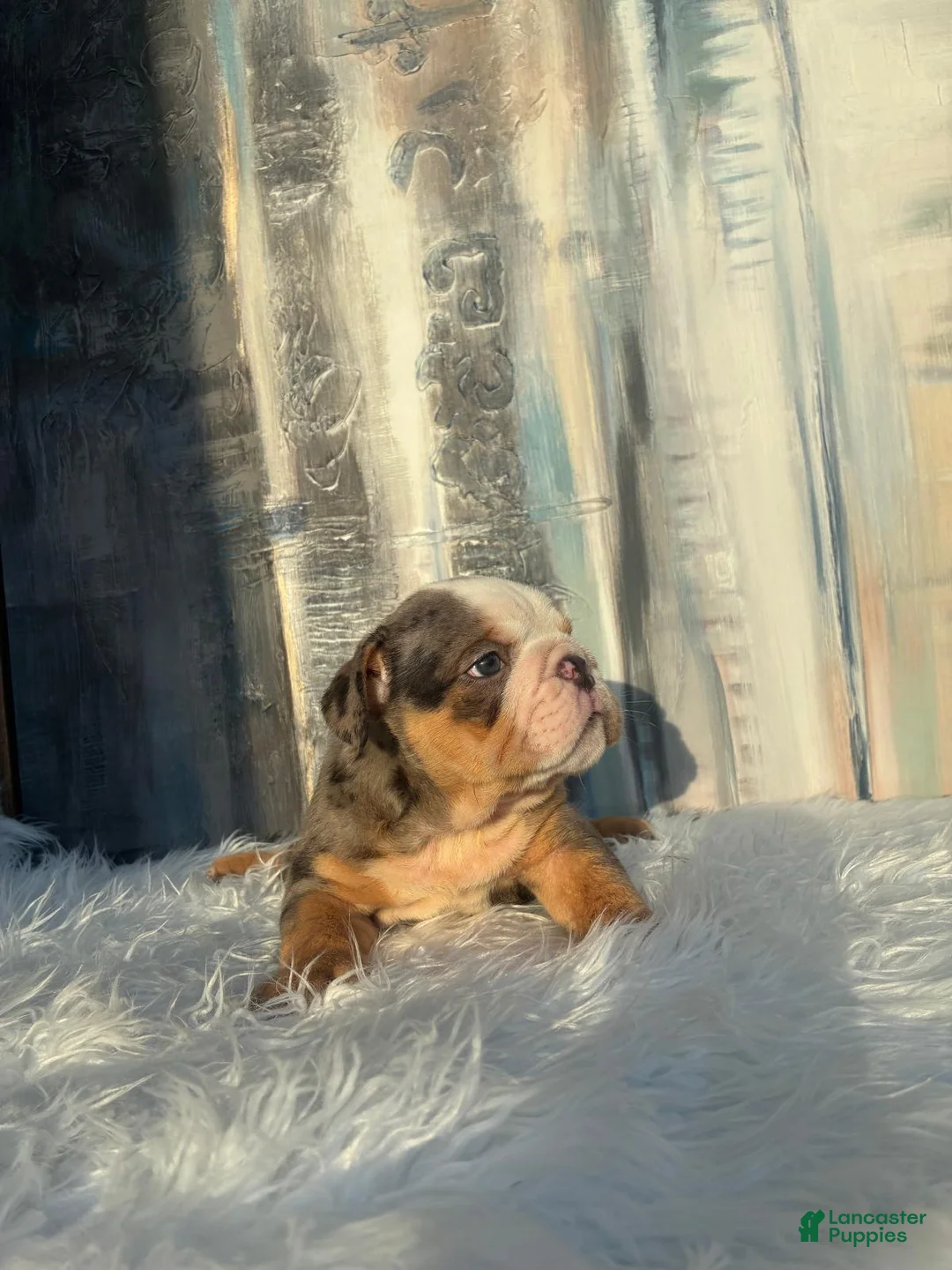 English Bulldog dogs for sale: Bebe - Ad 2