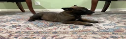 Belgian Malinois dogs for sale: Pittsburgh  - Ad 1