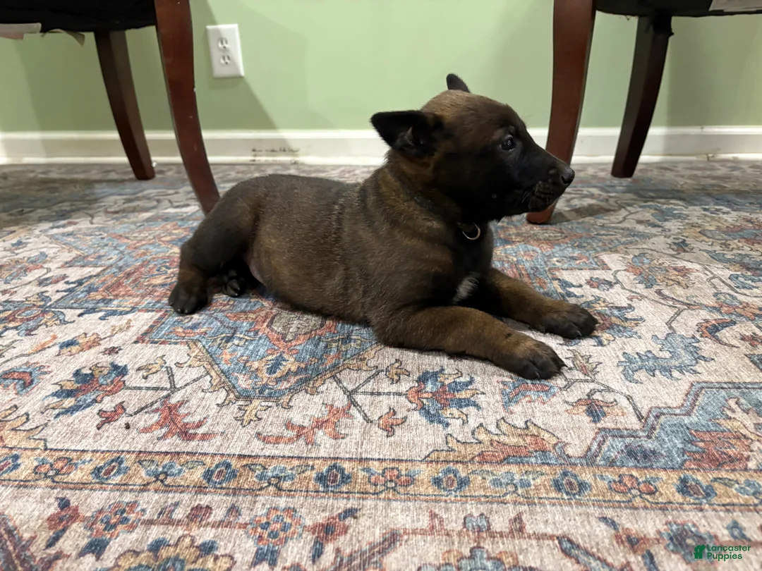 Belgian Malinois dogs for sale: Pittsburgh  - Ad 1