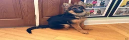 German Shepherd dogs for sale: Cuddles - Ad 1