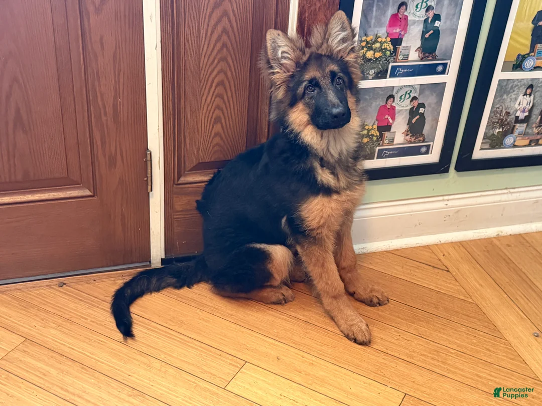 German Shepherd dogs for sale: Cuddles - Ad 1