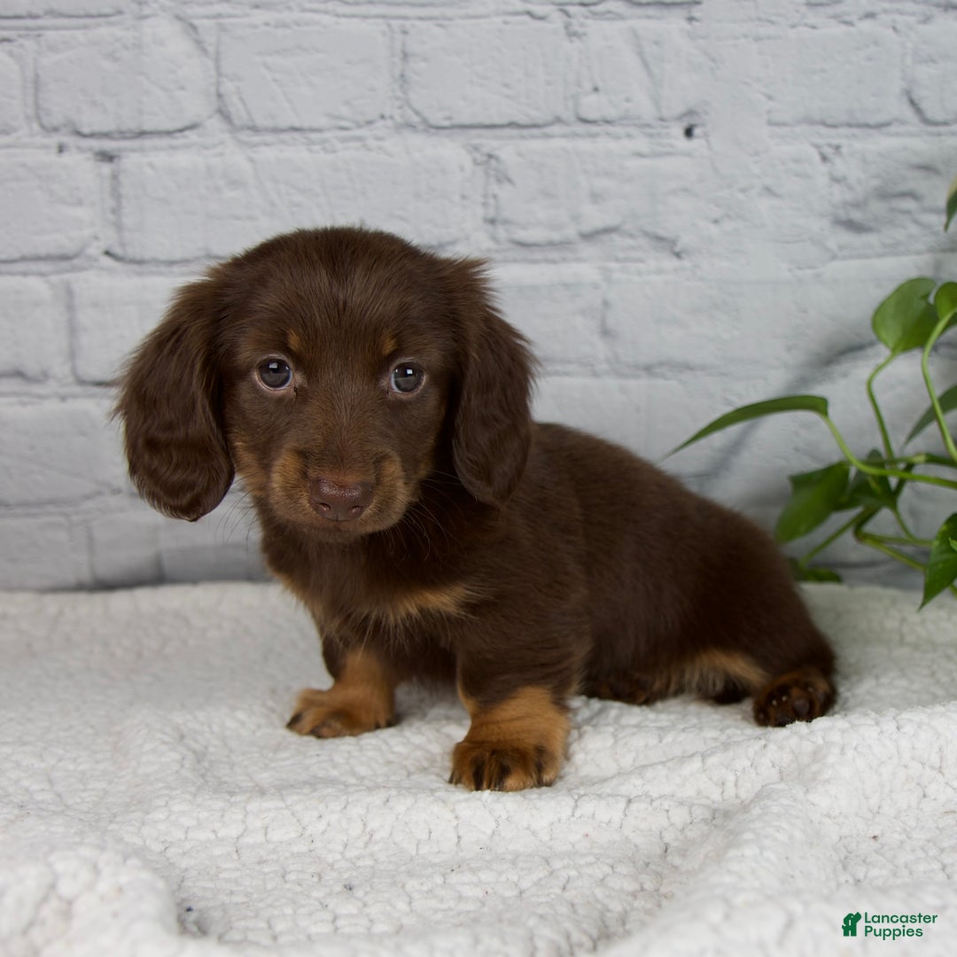 Miniature Dachshund dogs for sale: Denise - Ad 3