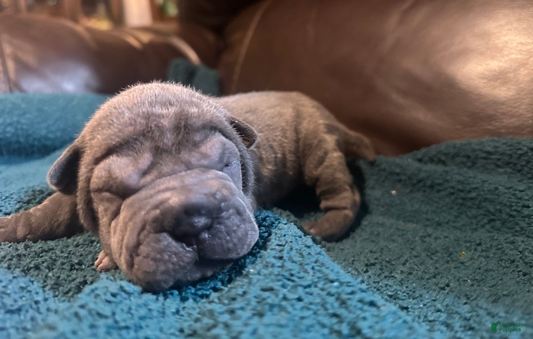 Shar Pei dogs for sale: Scarlett - Ad 3