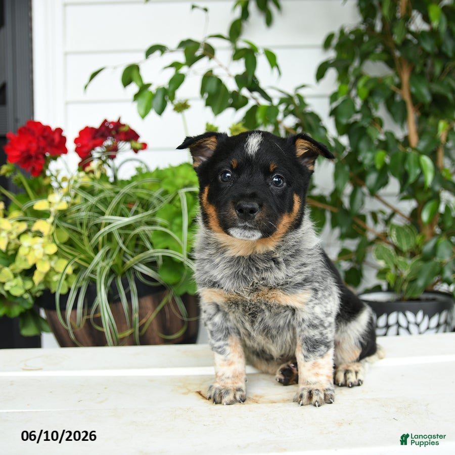 Australian Cattle Dog dogs Cindy - Ad 2