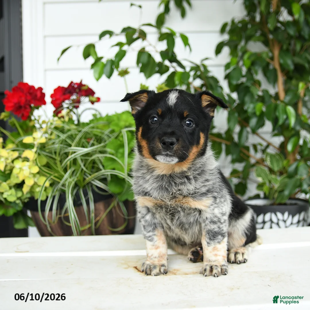 Australian Cattle Dog dogs for sale: Cindy - Ad 2