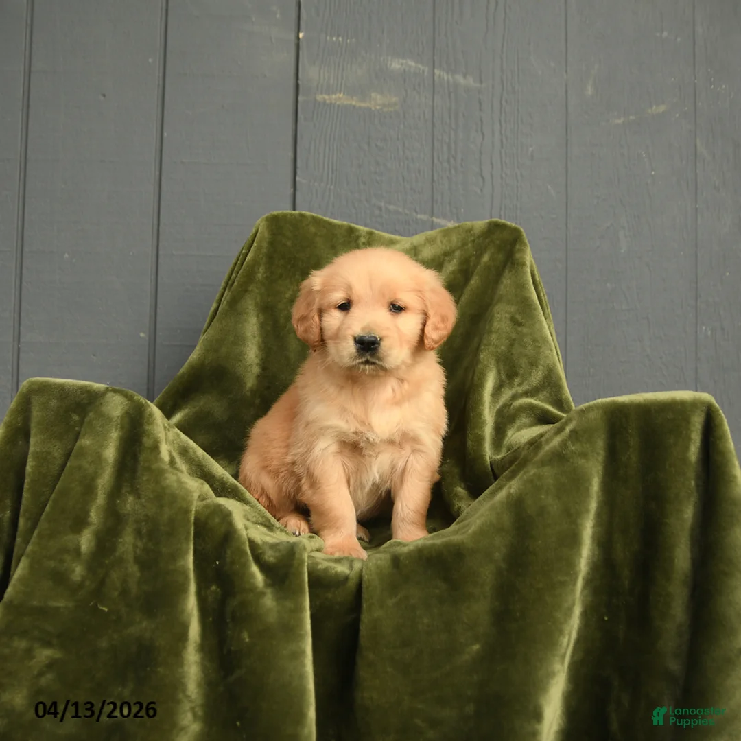 Golden Retriever dogs for sale: Wilfred - Ad 1