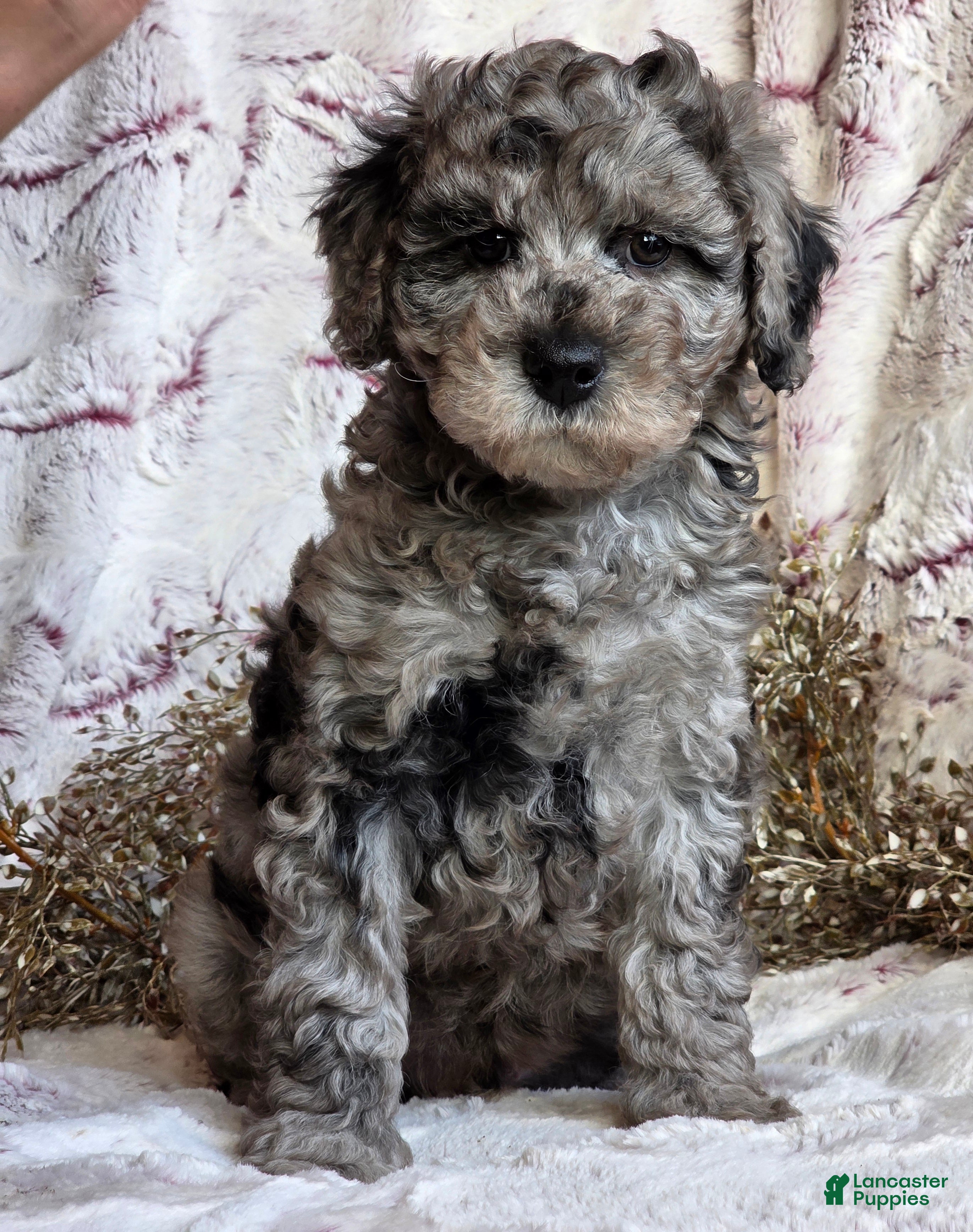 Cavapoo dogs Karson - Ad 8
