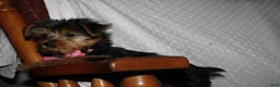 Yorkshire Terrier dogs for sale: ABBY - Ad 4
