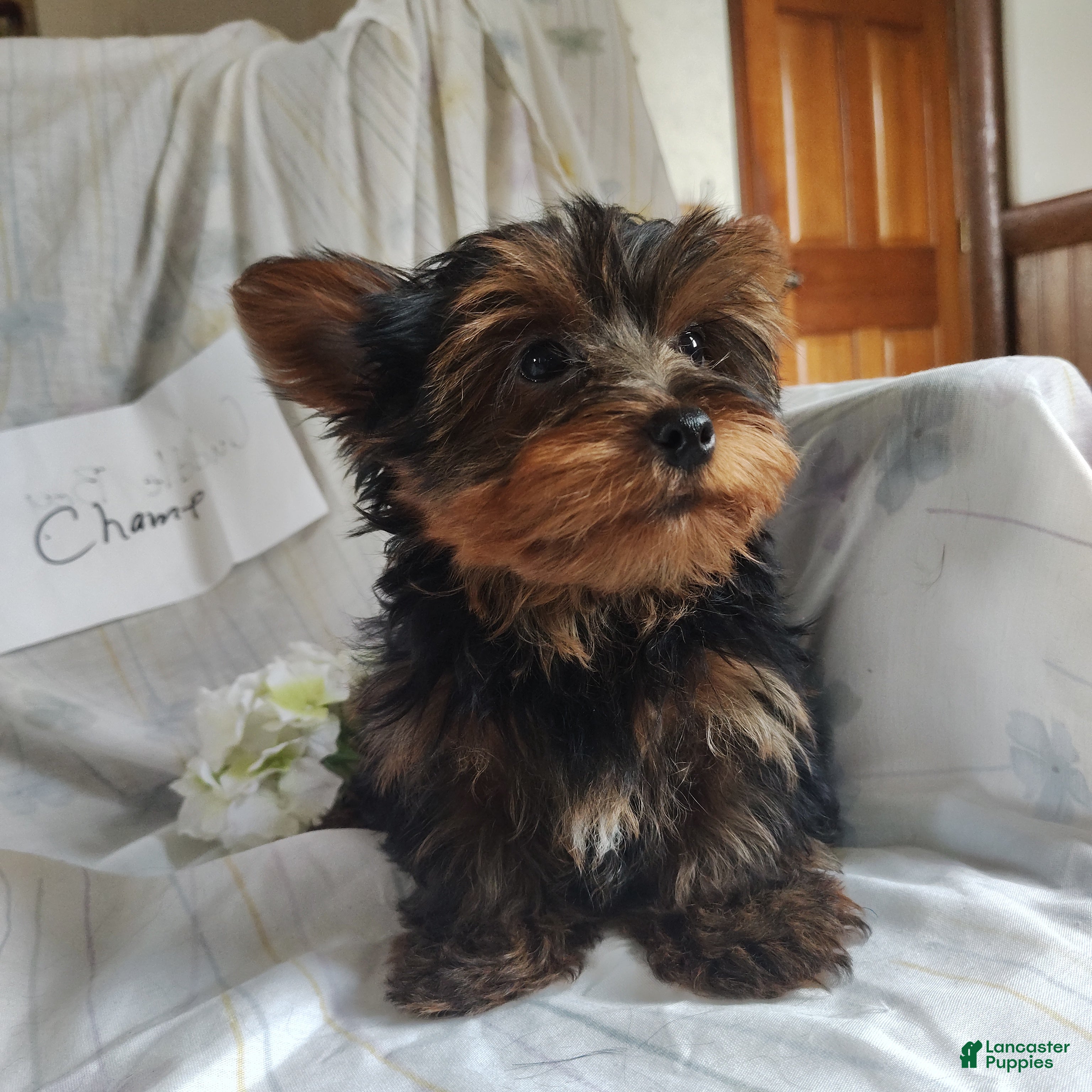 Yorkshire Terrier dogs Champ - Ad 2