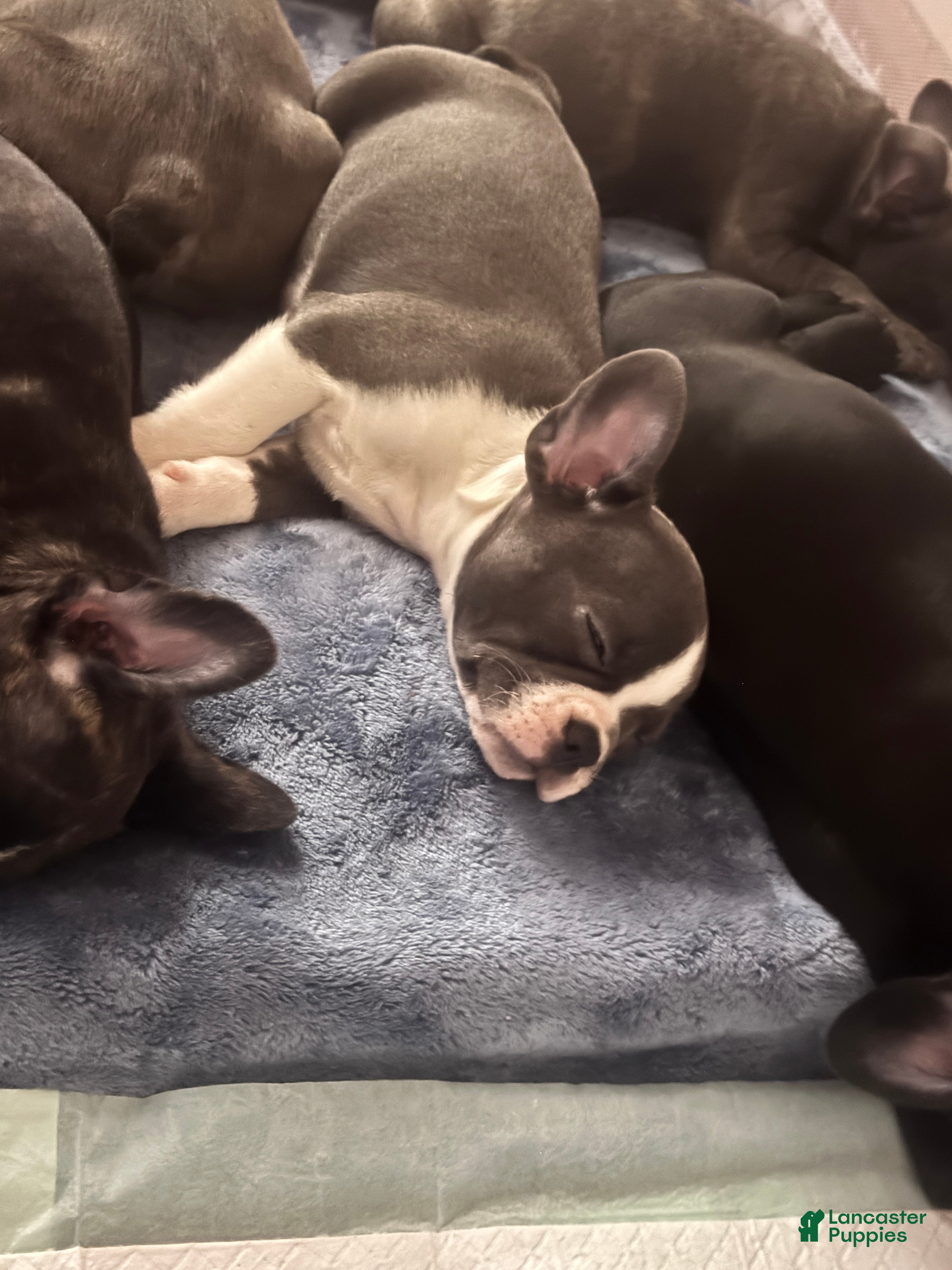 Frenchton dogs Mimi - Ad 2