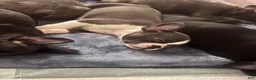 Frenchton dogs for sale: Mimi - Ad 2