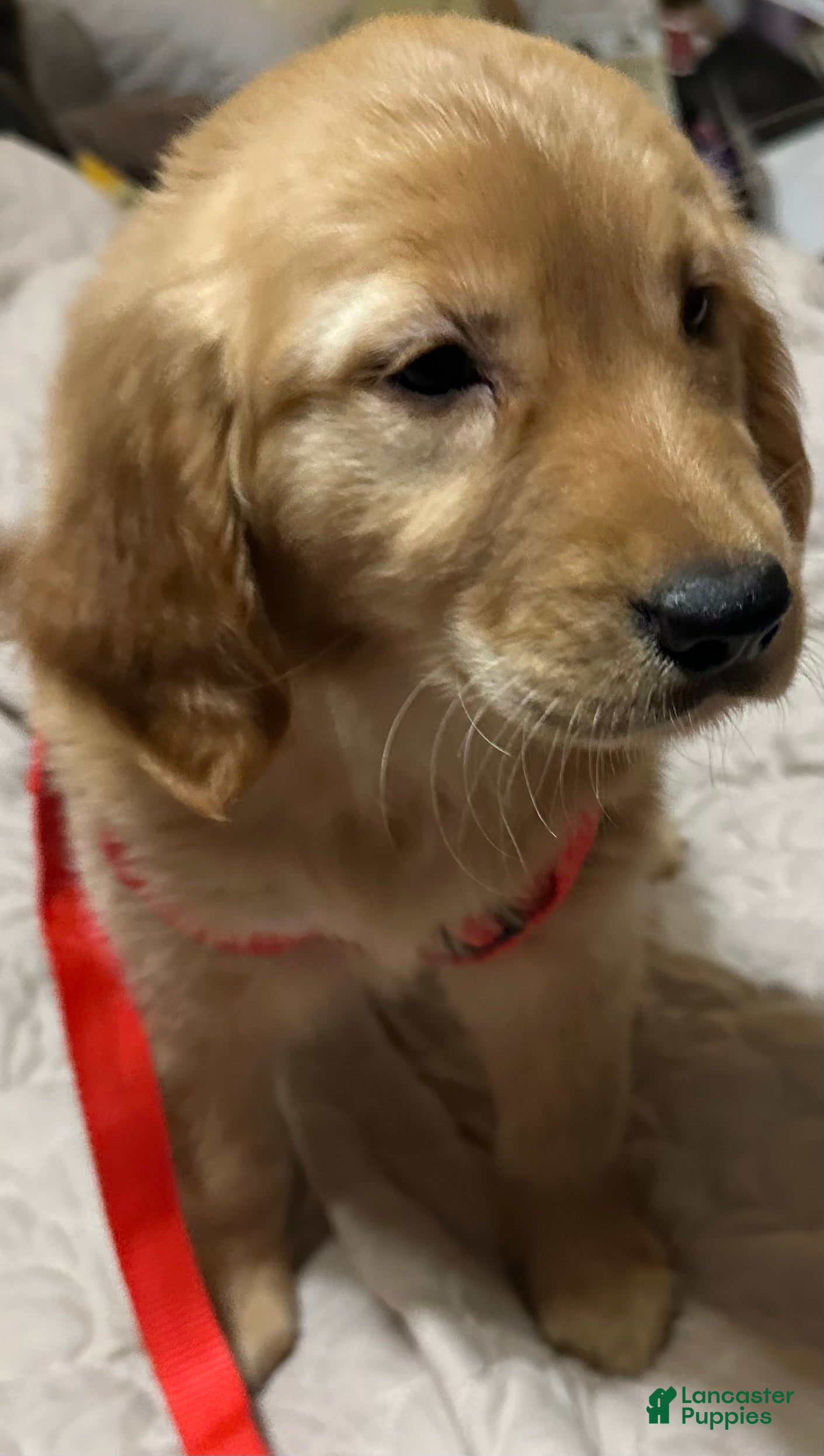 Golden Retriever dogs Golden Retriever Puppy 2 - Ad 19