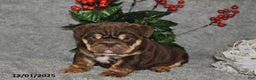 English Bulldog dogs for sale: Sandra - Ad 2
