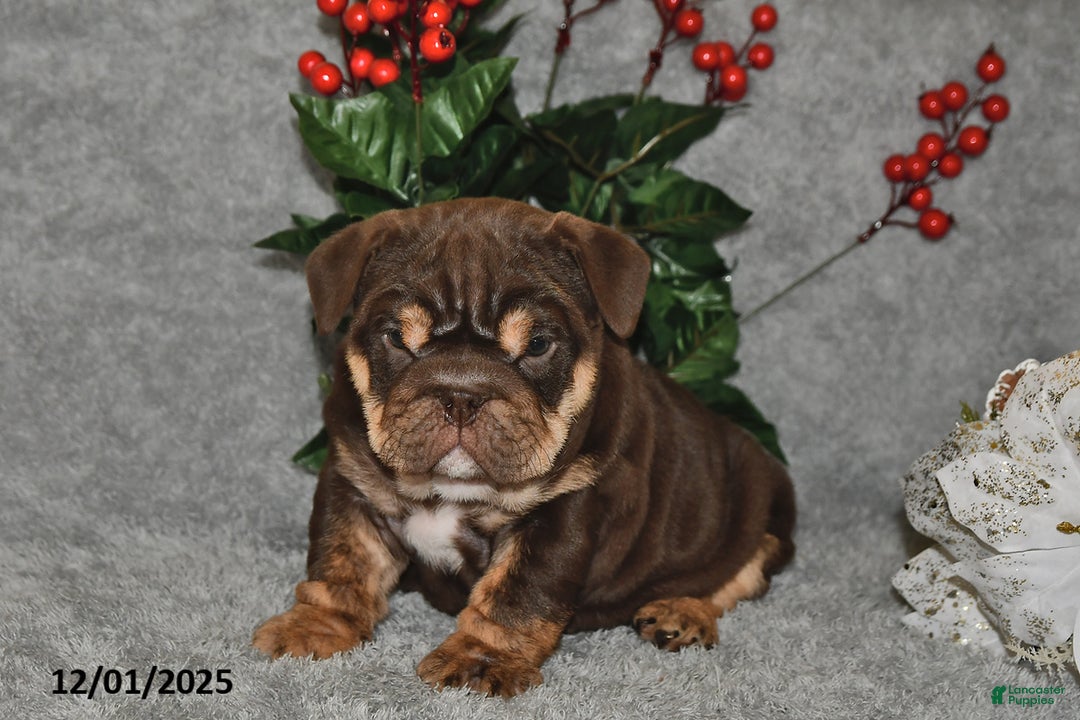 English Bulldog dogs for sale: Sandra - Ad 2