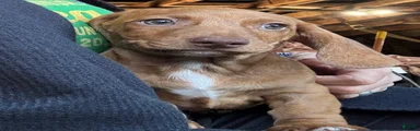 Chonky Nugget