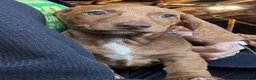 Dachshund dogs for sale: Chonky Nugget - Ad 1