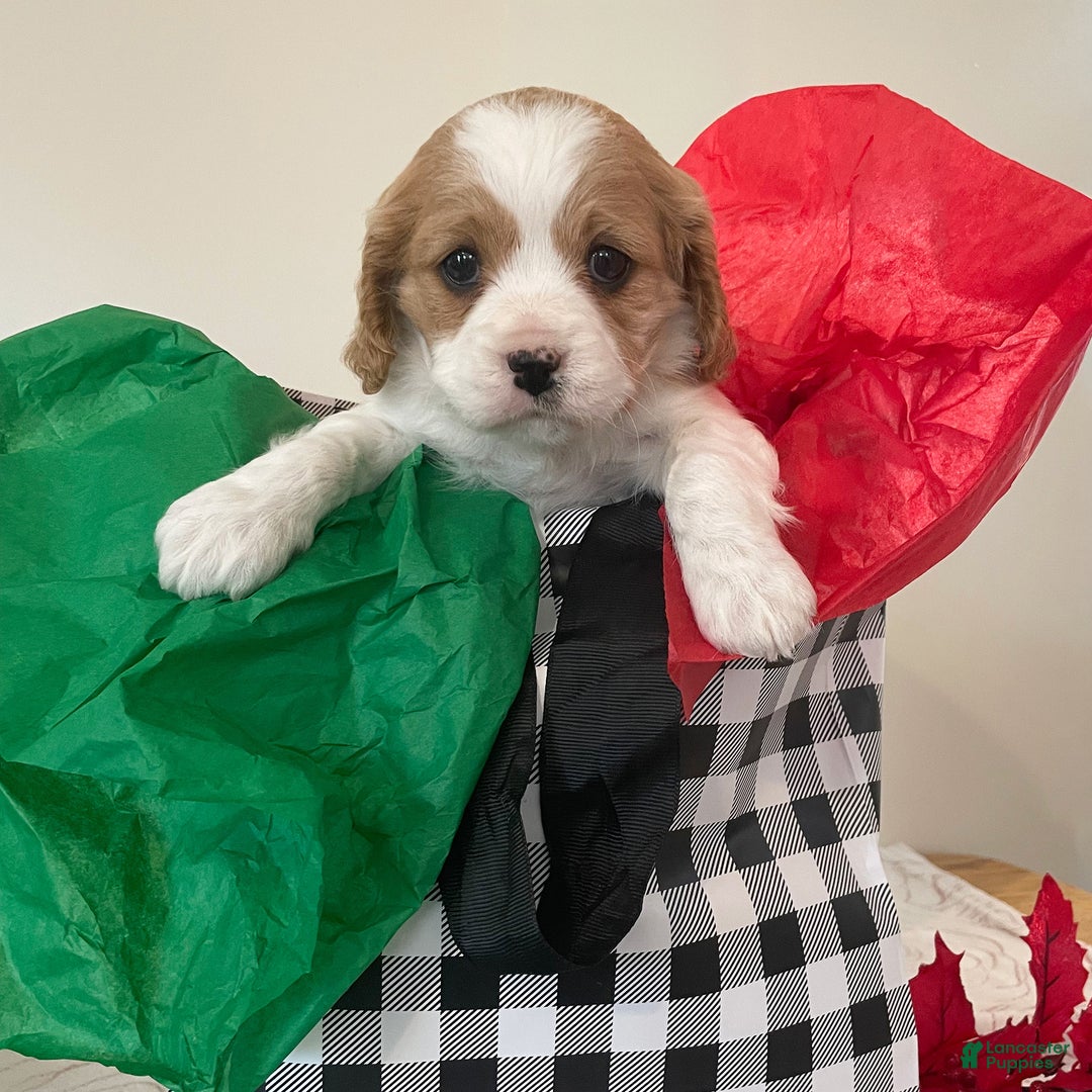 Cavapoo dogs for sale: Cindy - Ad 1