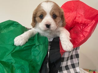 Cavapoo dogs Cindy - Ad 42