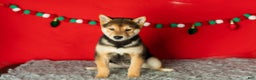 Shiba Inu dogs for sale: Benji  - Ad 1
