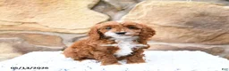 Cavapoo dogs for sale: Maple   - Ad 3