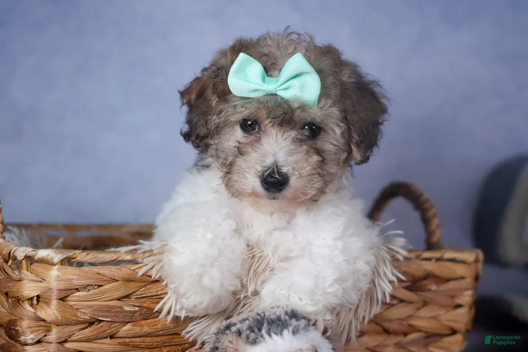 Bichpoo dogs for sale: Sunshine - Ad 16